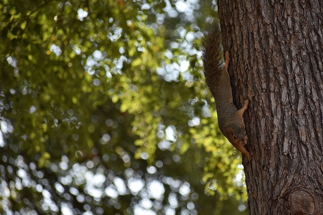 中场核心 中场核心